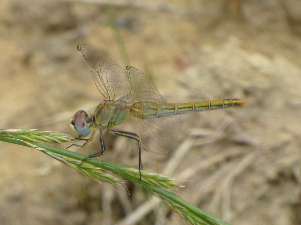 Sympetrum fonscolombii e Orthetrum brunneum, femmine